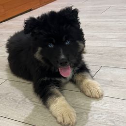 AKC Conrad - Black tan and white male Siberian Husky puppy in Centreville, Maryland from Huskies By the Bay