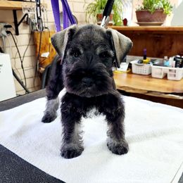 Miniature Schnauzer Puppies from NM Schnauzer Minis