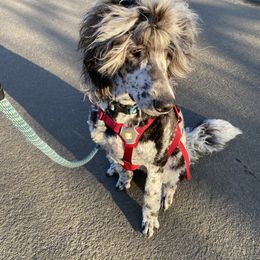 Bernedoodle and Saint Berdoodle All Grown Up from Myt fine doodles