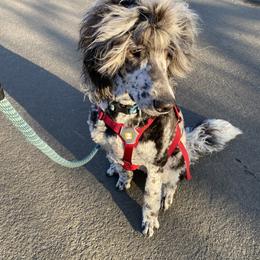 Bernedoodle and Saint Berdoodle All Grown Up from Myt fine doodles