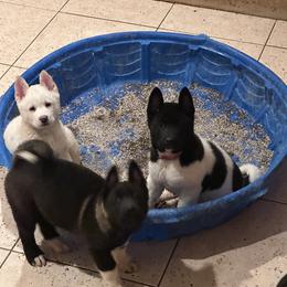Akita Puppies from Gloe Akita's
