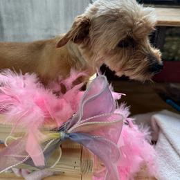 Dee Dee - Yorkshire Terrier