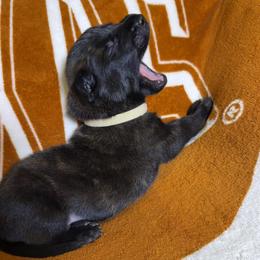 Gold collar - Brindle male xDutch Shepherd puppy in Mc Kinney, Texas from Vom Jazzigen Haus