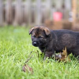 German Shepherd Puppies from Zwinger Vom Rabenauge