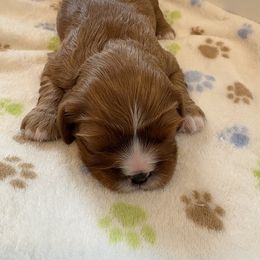 Girl 3 - Ruby Cavalier King Charles Spaniel puppy in Solon, Iowa from Hickory House Cavaliers