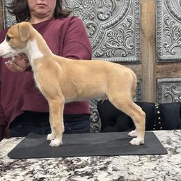 Uno - Red male Whippet puppy in Henryville, Indiana from Forestview