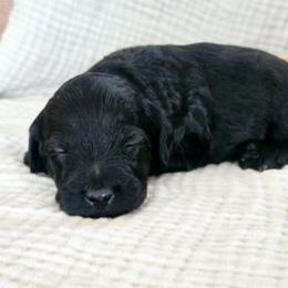 Female 3 - Black female Goldendoodle puppy in Mohnton, Pennsylvania from Stony Meadow Puppies