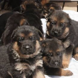 Australian Shepherd Puppies from Waldo German Shepherd Dogs