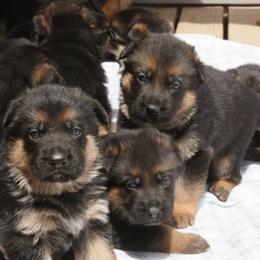 Australian Shepherd Puppies from Waldo German Shepherd Dogs