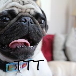 Bing - Pug