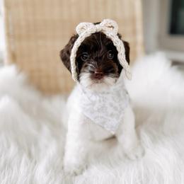 Marshmallow - Chocolate female Goldendoodle puppy in Syracuse, Indiana from The Doodle Cove