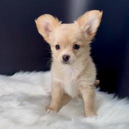 Glinda - Cream and white female Chihuahua puppy in Simpsonville, South Carolina from N&T's Chihuahuas