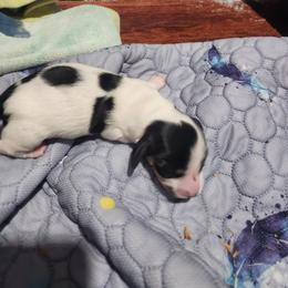Buster - Piebald male Dachshund puppy in Medina, Texas from Dachsunds On The River