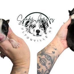 Saint - Black tri-color male Australian Shepherd puppy in Fultonville, New York from Sandy Aussies, Mini Dachshunds & Pomeranians
