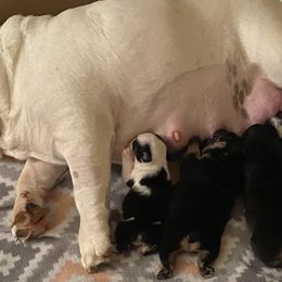 Bulldogs from Sharon Hensley