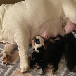 Bulldogs from Sharon Hensley