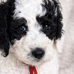 Girl 1 - Parti female Poodle puppy in Stuart, Florida from AKC/Excellent + Good OFA Sweet Delightful Poodles