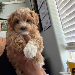 Lady Viola - Apricot female Maltipoo puppy in Southern,, California from Maltipoo Tiny Pups & More