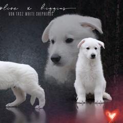 "Photo by Taylor Gracie ❤️" Berger Blanc Suisse Puppies from Von Tasz White Shepherds