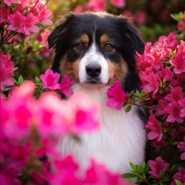 Luna - Black tri-color female Australian Shepherd puppy in Georgetown, Texas from River Reign Australian Shepherds