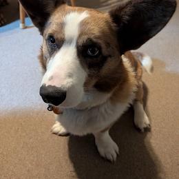 Chewie - Brindle merle and white male Cardigan Welsh Corgi puppy in Bland, Missouri from Shadey Lane Corgis
