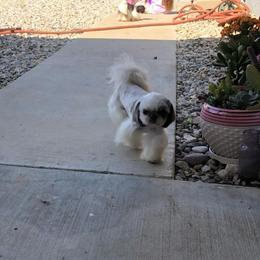 Ozzy - Shih Tzu