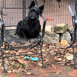 Andy - Scottish Terrier