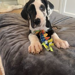 Great Dane Puppies from Bright Danes of Texas