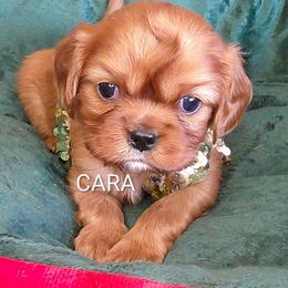 Cavalier King Charles Spaniel puppies from Cavaliers King Charles Spaniels at Carmen Acres Farm