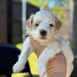 Shortcake - White male Sheepadoodle puppy in Wharton, Texas from Little Fur Friends