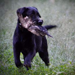 Journey - Black Labrador Retriever puppy in Viroqua, Wisconsin from Riverine Retrievers