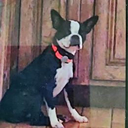 Lillie - Boston Terrier