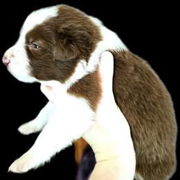 Stream - White and red male Border Collie puppy in Cedar Springs, Michigan from Lyncroft Border Collies