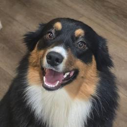 Miniature American Shepherd puppies from Foothill Aussies