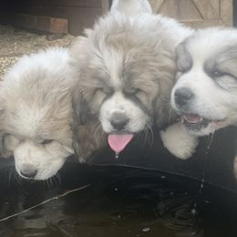 Dachshund and Great Pyrenees Puppies from Mulberry Meadow Farms