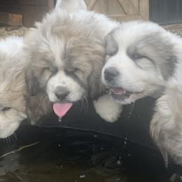 Dachshund and Great Pyrenees Puppies from Mulberry Meadow Farms