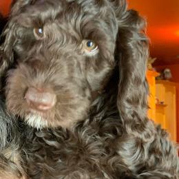 Patches - Chocolate male Australian Labradoodle puppy in Eagle, Wisconsin from Fruitful Beginnings,LLC