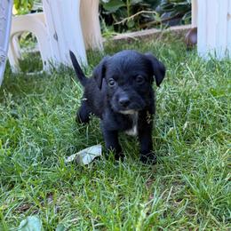 Batman - Black and white male Xoloitzcuintli puppy in Manitowoc, Wisconsin from Wonderland Kennel
