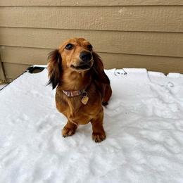 Delilah - Dachshund