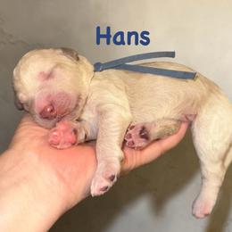 Hans - Cream male Poodle puppy in Prosperity, Pennsylvania from Stelladoodles & Company