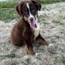Boy 4 - Red tri male Miniature Australian Shepherd puppy in Hokes Bluff, Alabama from Alegria Toy Aussies
