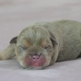 Baxter - Lilac tri-color male Bulldog puppy in Winnsboro, Texas from JP Ranch Bulldogs