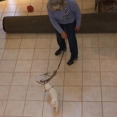 Clumber Spaniel Puppies from SunMagic Clumber Spaniels