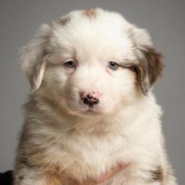 Echo - Blue merle male Australian Shepherd puppy in Springfield, Oregon from Shelter Cove Aussies