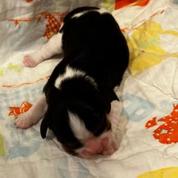 Nash - Tri-color male Cavalier King Charles Spaniel puppy in Paulden, Arizona from Nine Mile Cavaliers