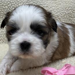 Female - Pink Bow - Gold and white female Shih Tzu puppy in Boonville, Indiana from M&J Country Kennels