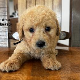 Alan Jackson - Cream male Goldendoodle puppy in Lancaster, Minnesota from North Star Dog Training