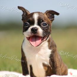 AKC 'Decon' - Brindle and white male Boston Terrier puppy in Lamar, Missouri from Marti Acres ~ Boston Terrier & Beagles