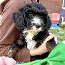 Enchilada - Tri-color male Bernedoodle puppy in Roy, Utah from Doodles are Amazing