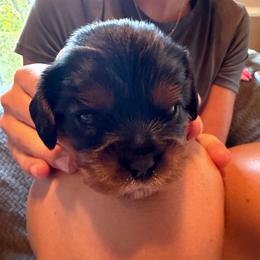 Rubicon - Black and tan female Cavalier King Charles Spaniel puppy in Riverside, California from Mia Loves Kingston Cavaliers